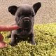 French Bulldog Puppies for sale in Denver, CO 80230, USA. price: $500