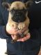 French Bulldog Puppies for sale in Phoenix, AZ 85073, USA. price: NA
