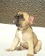 French Bulldog Puppies for sale in Turlock, CA 95380, USA. price: $3,000