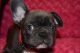 French Bulldog Puppies for sale in North Carolina Central University, Durham, NC, USA. price: $600