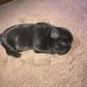 French Bulldog Puppies for sale in Winston-Salem, NC, USA. price: $3,000