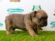 French Bulldog Puppies for sale in North Carolina Central University, Durham, NC, USA. price: $600