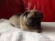 French Bulldog Puppies for sale in North Carolina Central University, Durham, NC, USA. price: $1,000
