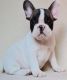 French Bulldog Puppies for sale in Rowland, PA, USA. price: NA