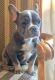 French Bulldog Puppies for sale in San Leandro, CA, USA. price: NA