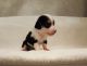 French Bulldog Puppies for sale in Home Depot, Brooklyn, NY 11205, USA. price: NA