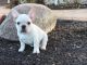 French Bulldog Puppies for sale in Florida City, FL, USA. price: $300