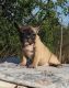 French Bulldog Puppies for sale in Warrenton, VA, USA. price: NA