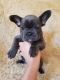 French Bulldog Puppies for sale in St. Louis, MO, USA. price: NA