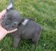French Bulldog Puppies for sale in Asheville, NC, USA. price: NA