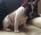 French Bulldog Puppies for sale in Washington, Whitehall, OH 43213, USA. price: NA