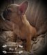 French Bulldog Puppies for sale in Washington, Whitehall, OH 43213, USA. price: NA
