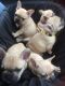 French Bulldog Puppies for sale in Hosford, FL 32334, USA. price: NA