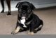 French Bulldog Puppies for sale in Hosford, FL 32334, USA. price: NA