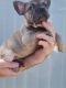 French Bulldog Puppies for sale in Lincoln, Irvine, CA 92604, USA. price: NA