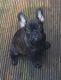 French Bulldog Puppies for sale in Lincoln, Irvine, CA 92604, USA. price: NA
