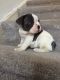French Bulldog Puppies for sale in Lansing, MI, USA. price: NA