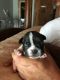 French Bulldog Puppies for sale in Mt Vernon, OH 43050, USA. price: $2,000