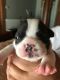 French Bulldog Puppies for sale in Mt Vernon, OH 43050, USA. price: NA