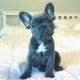 French Bulldog Puppies for sale in Ajax Ave, Bell Gardens, CA 90201, USA. price: NA