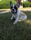 French Bulldog Puppies for sale in Duluth, GA, USA. price: NA
