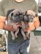 French Bulldog Puppies for sale in Brownfield, TX 79316, USA. price: NA