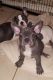French Bulldog Puppies for sale in Pennsylvania Ave, Miami Beach, FL 33139, USA. price: NA