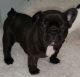 French Bulldog Puppies for sale in Pennsylvania Ave, Miami Beach, FL 33139, USA. price: NA