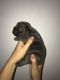 French Bulldog Puppies for sale in GA-85, Atlanta, GA, USA. price: $600