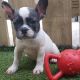 French Bulldog Puppies for sale in Downtown Brooklyn, Brooklyn, NY, USA. price: NA