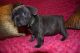 French Bulldog Puppies for sale in GA-85, Atlanta, GA, USA. price: $700