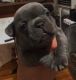 French Bulldog Puppies for sale in Downey, CA 90242, USA. price: $3,000