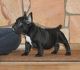 French Bulldog Puppies for sale in Birmingham, AL, USA. price: $300