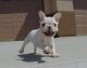 French Bulldog Puppies for sale in Del Mar Ave, Rosemead, CA 91770, USA. price: NA