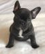 French Bulldog Puppies for sale in Little Rock, AR, USA. price: NA