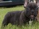 French Bulldog Puppies for sale in Lansing, MI, USA. price: $300