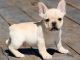 French Bulldog Puppies for sale in Marlborough, MA, USA. price: $600