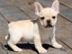 French Bulldog Puppies for sale in Ohio Dr SW, Washington, DC, USA. price: NA