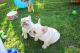 French Bulldog Puppies for sale in Belews Creek, NC 27009, USA. price: NA