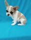 French Bulldog Puppies for sale in Green Bay, WI, USA. price: NA
