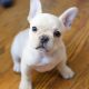 French Bulldog Puppies for sale in GA-85, Atlanta, GA, USA. price: $700