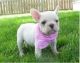 French Bulldog Puppies for sale in Texas St, Fairfield, CA 94533, USA. price: $500