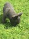 French Bulldog Puppies for sale in Brownfield, TX 79316, USA. price: NA