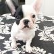 French Bulldog Puppies for sale in Ohio St, San Diego, CA, USA. price: NA