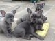 French Bulldog Puppies for sale in Texas St, Fairfield, CA 94533, USA. price: $400