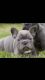 French Bulldog Puppies for sale in Warrenton Way, Colorado Springs, CO 80922, USA. price: NA