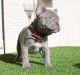 French Bulldog Puppies for sale in Dover, DE, USA. price: $600