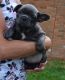 French Bulldog Puppies for sale in Eastern Neck Rd, Rock Hall, MD 21661, USA. price: NA