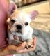 French Bulldog Puppies for sale in Newark, NJ, USA. price: $700