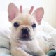 French Bulldog Puppies for sale in Florida City, FL, USA. price: NA